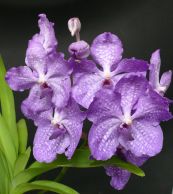 Nemzetközi orchidea- és bromélia kiállítást és vásárt rendez a Magyar Orchidea Társaság 2008. december 4-7. között Budapesten, a Városligetben, a Magyar Mezőgazdasági Múzeumban 